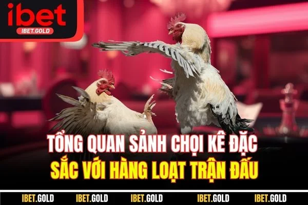 Tổng quan sảnh chọi kê đặc sắc với hàng loạt trận đấu