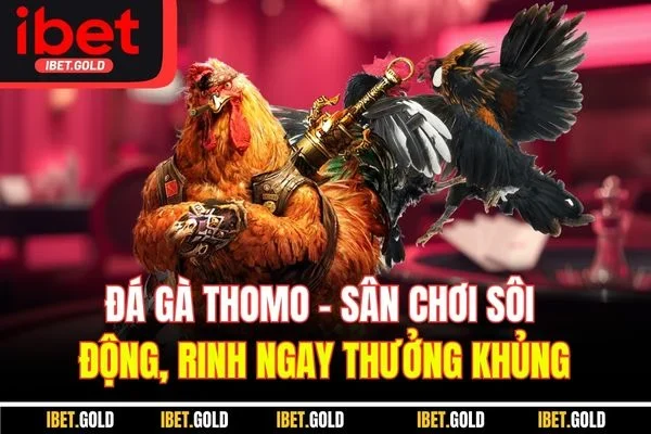 Đá gà Thomo - Sân chơi sôi động, rinh ngay thưởng khủng