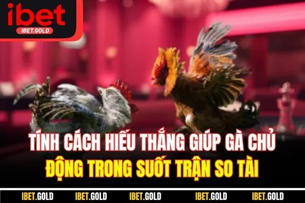 Tính cách hiếu thắng giúp gà chủ động trong suốt trận so tài 